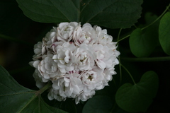 Clerodendrum philippinum